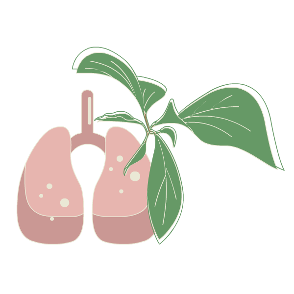 plant leaves hanging over lungs